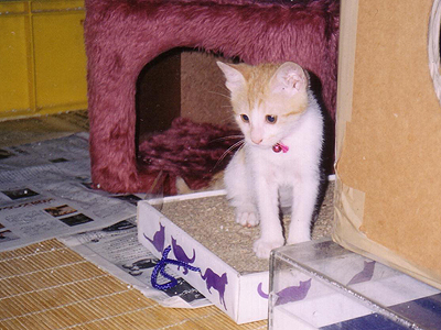 https://www.heragcojp.sbs/blog/oldblog/pictures/cats01214.jpg