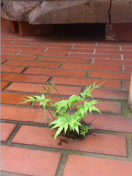 雑草