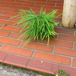 本店前の雑草