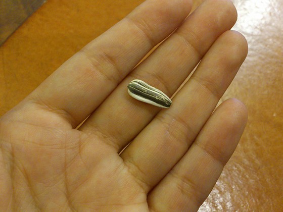 向日葵の種