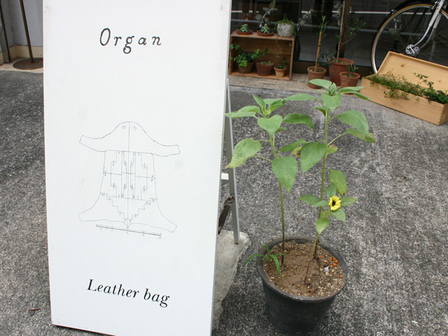 夏のOrgan