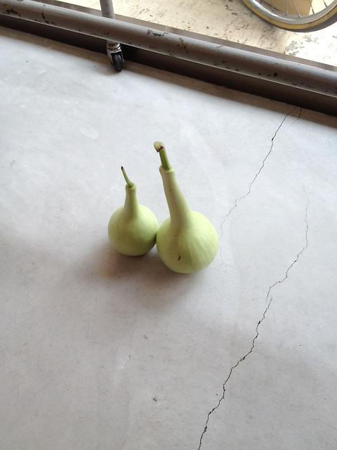 瓜ふたつ?