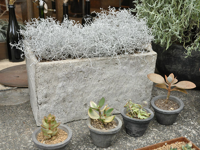 植物