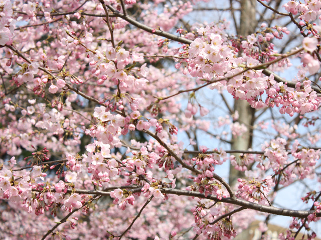 桜が満開