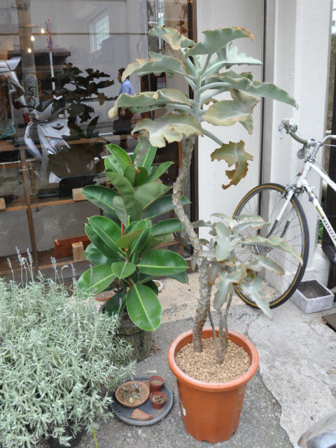 植物