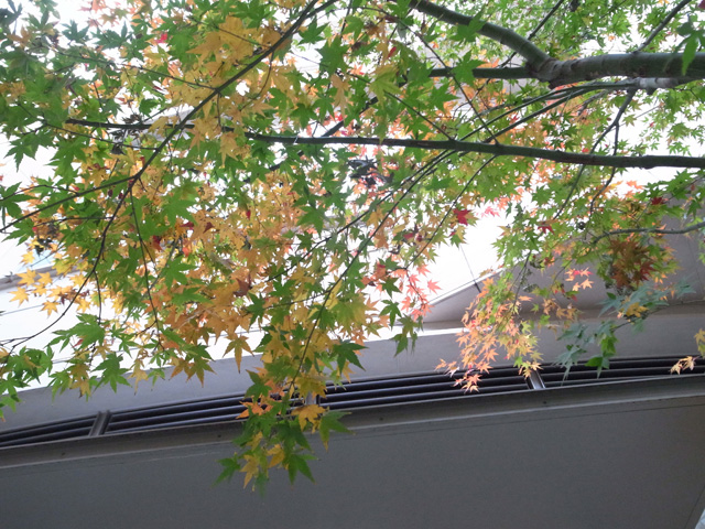 新店 紅葉