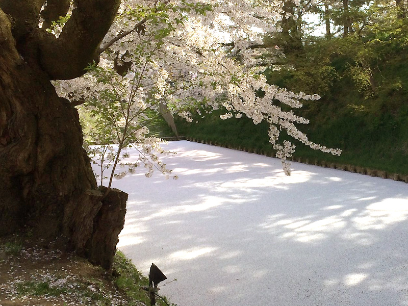 弘前公園 花いかだ