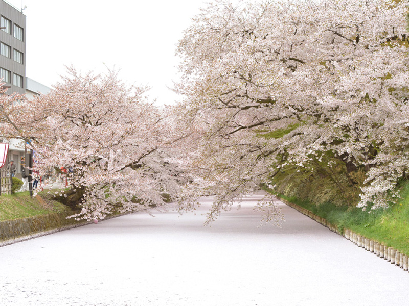 弘前公園の桜