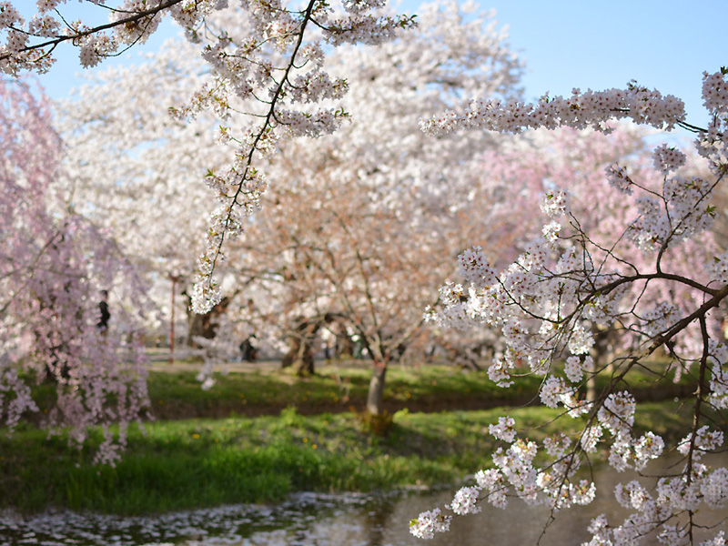 弘前公園 桜