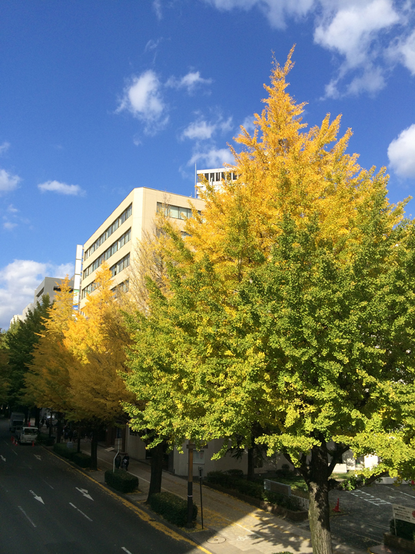仙台のいちょう