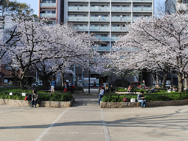 桜