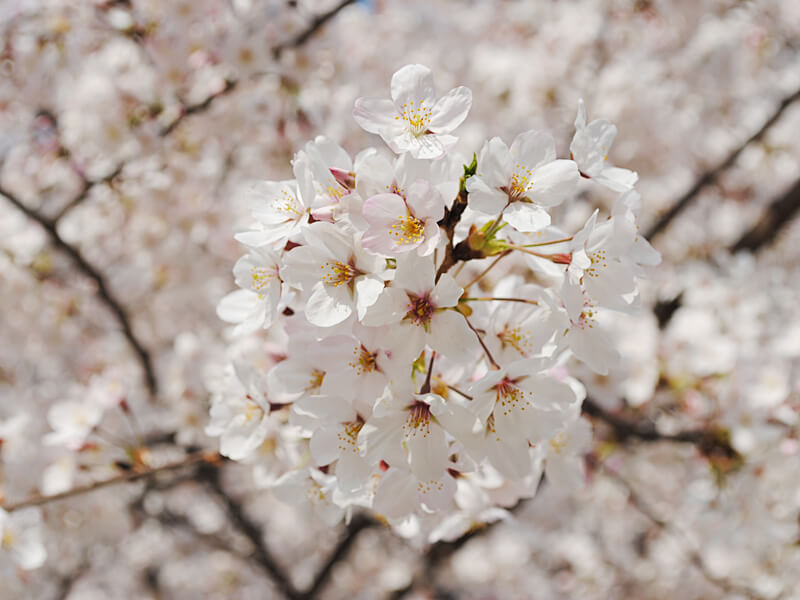 満開の桜