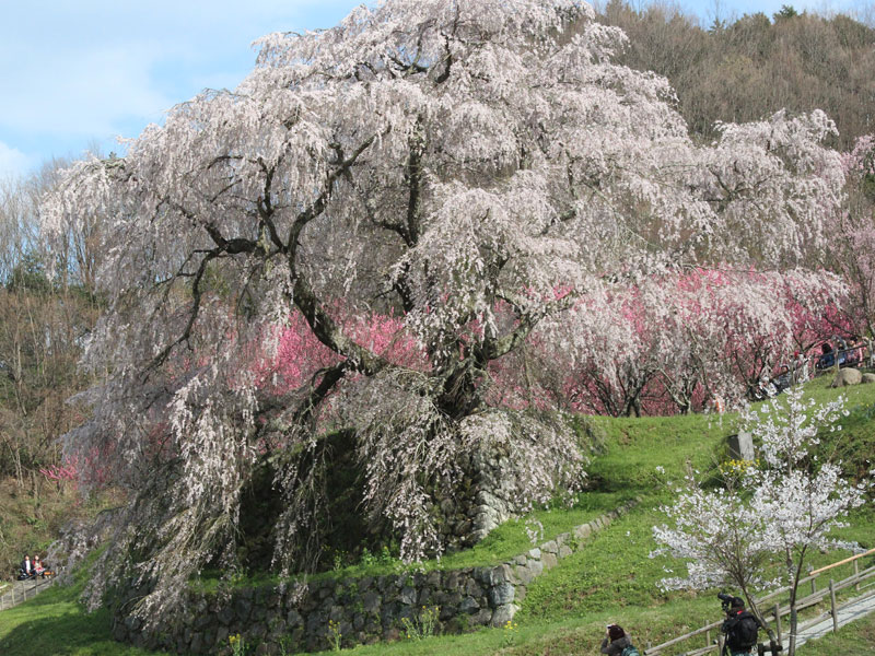樹齢300年の又兵衛桜