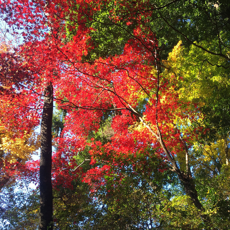 綺麗な紅葉