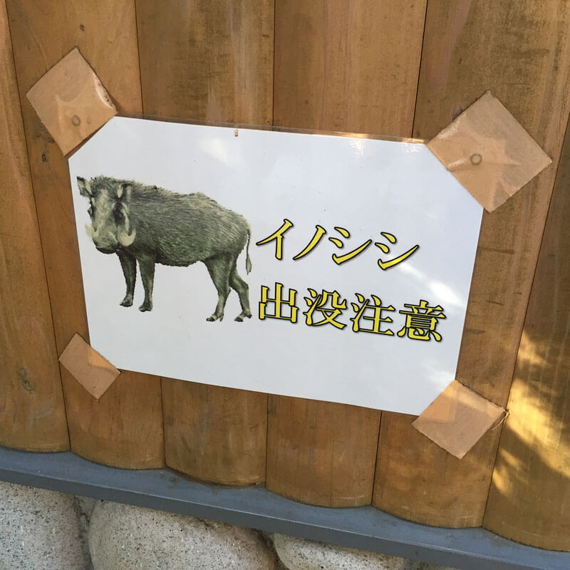 イノシシ注意