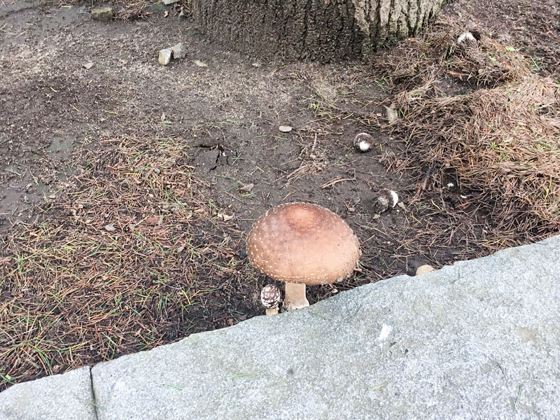 見つけたキノコ
