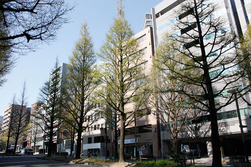 新緑の小さな銀杏