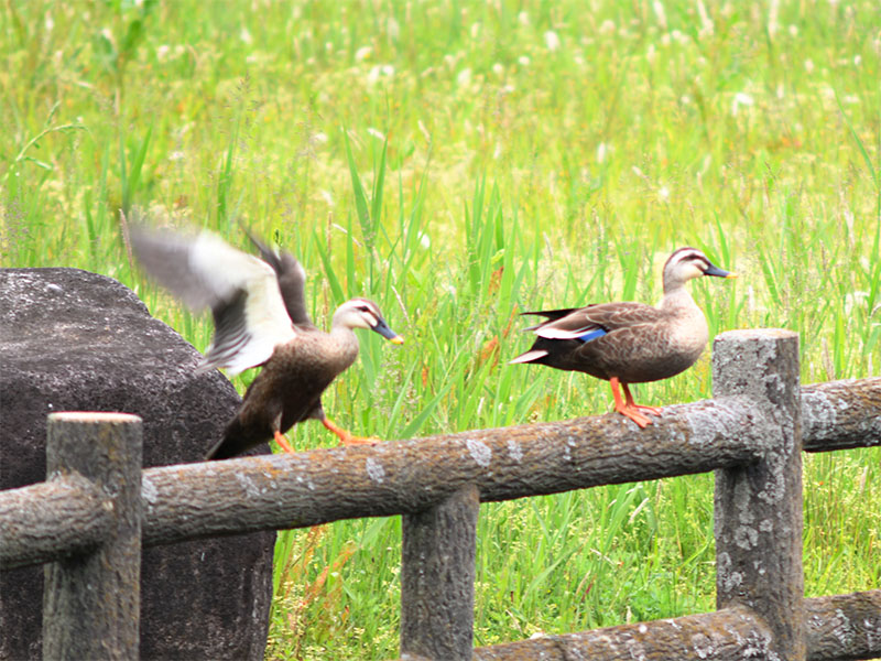 公園の鳥