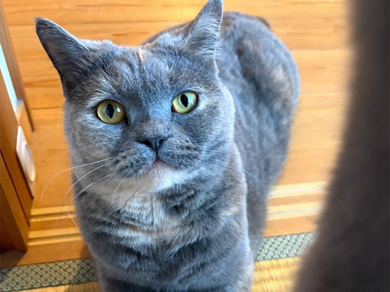 NET作り手神村のねこ1