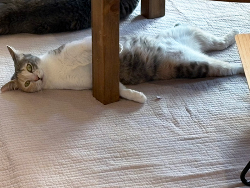 NET作り手神村のねこ2