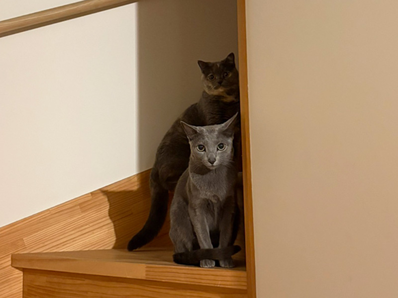 NET作り手神村のねこ4