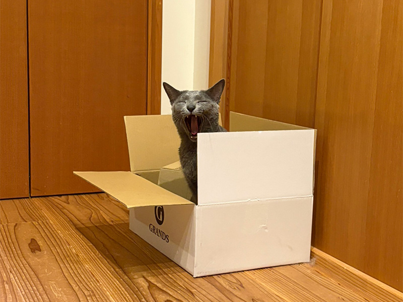 NET作り手神村のねこ3
