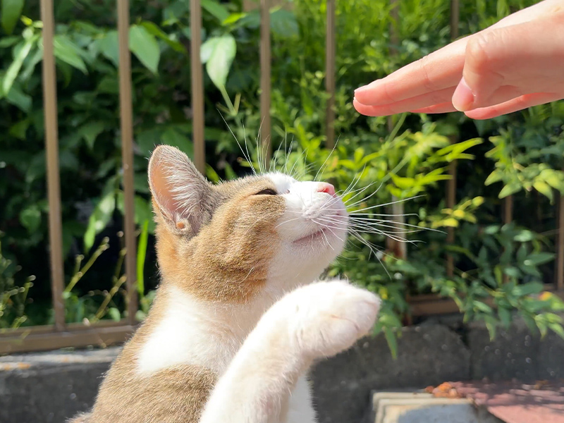 尾道のねこ