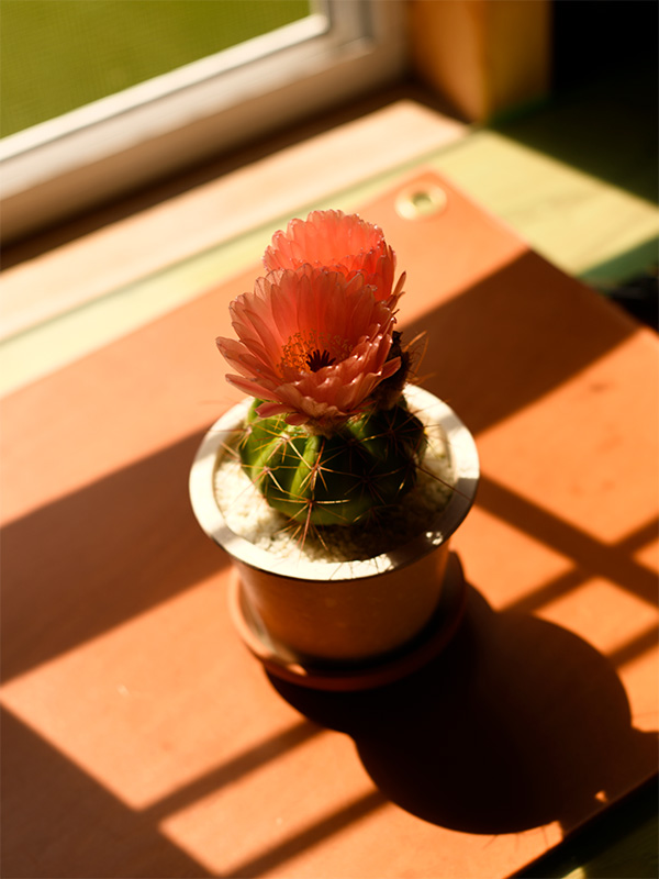 斎藤の育てたサボテンの花